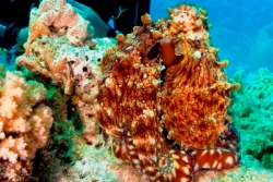 El Gouna Dive Centre - Red Sea